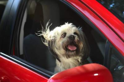 Автомобили Tesla получили "режим собаки"